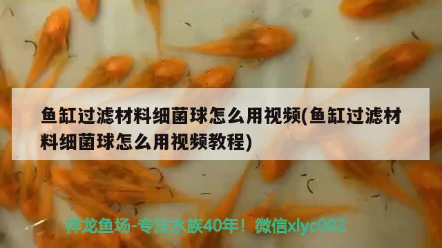 魚缸過濾材料細菌球怎么用視頻(魚缸過濾材料細菌球怎么用視頻教程) 女王大帆魚苗