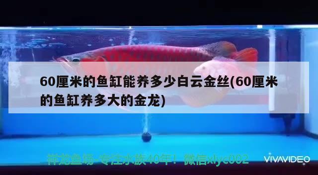 60厘米的魚缸能養(yǎng)多少白云金絲(60厘米的魚缸養(yǎng)多大的金龍) 魟魚百科