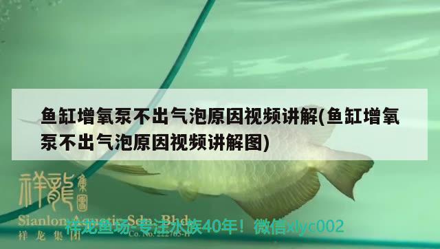 魚缸增氧泵不出氣泡原因視頻講解(魚缸增氧泵不出氣泡原因視頻講解圖) 金三間魚