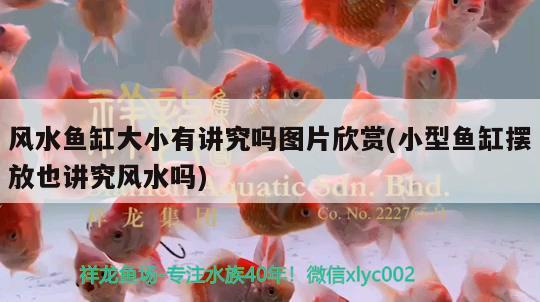 風水魚缸大小有講究嗎圖片欣賞(小型魚缸擺放也講究風水嗎)