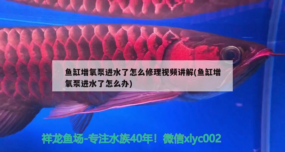 魚缸增氧泵進水了怎么修理視頻講解(魚缸增氧泵進水了怎么辦) 紅龍專用魚糧飼料 第2張