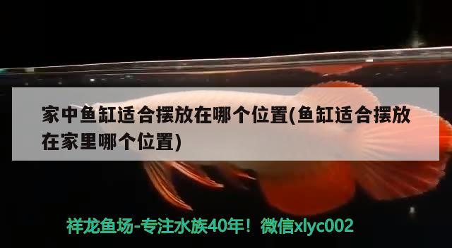 家中魚缸適合擺放在哪個(gè)位置(魚缸適合擺放在家里哪個(gè)位置)