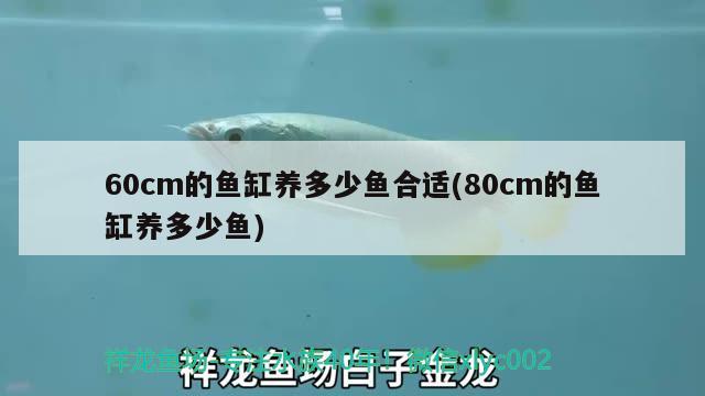 60cm的魚(yú)缸養(yǎng)多少魚(yú)合適(80cm的魚(yú)缸養(yǎng)多少魚(yú)) 魚(yú)缸水質(zhì)穩(wěn)定劑