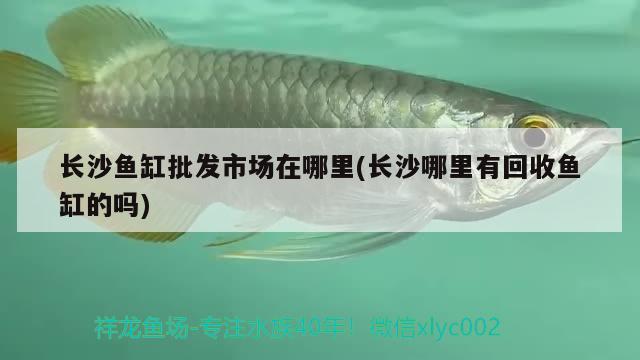 長沙魚缸批發(fā)市場在哪里(長沙哪里有回收魚缸的嗎)