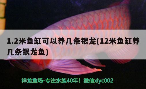 1.2米魚缸可以養(yǎng)幾條銀龍(12米魚缸養(yǎng)幾條銀龍魚) 銀龍魚