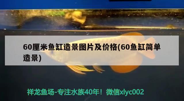 60厘米魚缸造景圖片及價格(60魚缸簡單造景) 泰國雪鯽魚