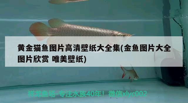 黃金貓魚圖片高清壁紙大全集(金魚圖片大全圖片欣賞唯美壁紙) 黃金貓魚