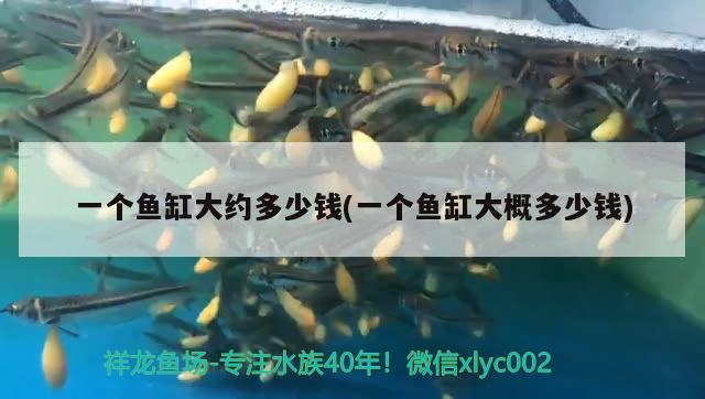 一個魚缸大約多少錢(一個魚缸大概多少錢)