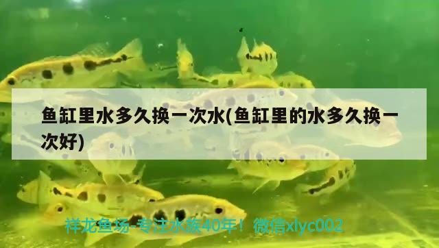 魚缸里面的水怎么可以變清澈(魚缸里面的水怎么可以變清澈沒水垢) 龍鳳鯉魚