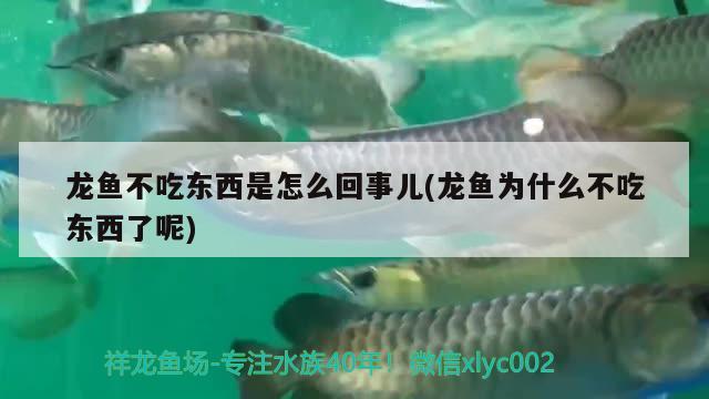 龍魚不吃東西是怎么回事兒(龍魚為什么不吃東西了呢) 魚缸百科