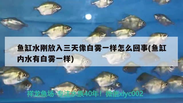 魚缸水剛放入三天像白霧一樣怎么回事(魚缸內(nèi)水有白霧一樣) 龍魚專用燈