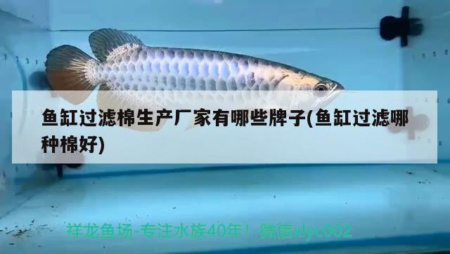 魚缸過濾棉生產廠家有哪些牌子(魚缸過濾哪種棉好) 印尼虎苗