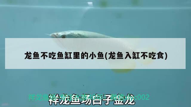 龍魚不吃魚缸里的小魚(龍魚入缸不吃食) 伊巴卡魚