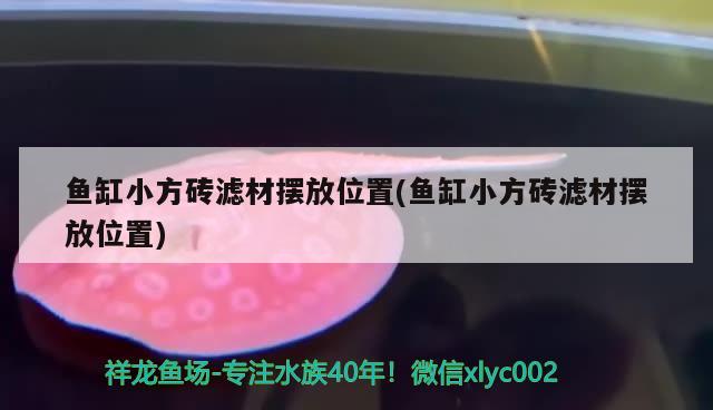 魚缸小方磚濾材擺放位置(魚缸小方磚濾材擺放位置) 翡翠鳳凰魚