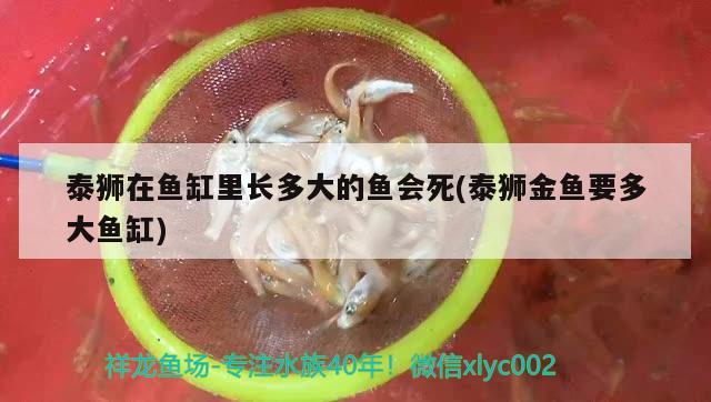 泰獅在魚(yú)缸里長(zhǎng)多大的魚(yú)會(huì)死(泰獅金魚(yú)要多大魚(yú)缸) 羅漢魚(yú)