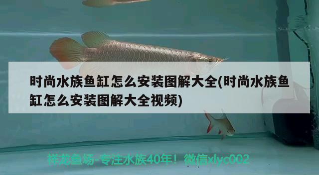 時(shí)尚水族魚(yú)缸怎么安裝圖解大全(時(shí)尚水族魚(yú)缸怎么安裝圖解大全視頻) 祥龍進(jìn)口元寶鳳凰魚(yú)