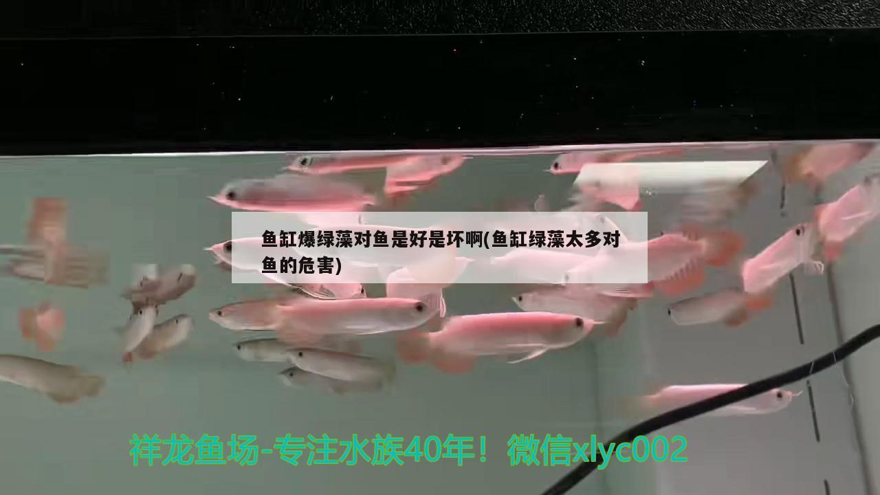 宿州市水澳觀賞魚市場：宿州魚苗批發(fā)市場在哪里