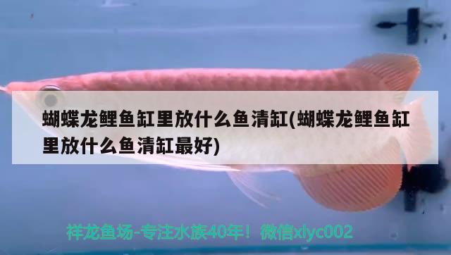 蝴蝶龍鯉魚缸里放什么魚清缸(蝴蝶龍鯉魚缸里放什么魚清缸最好) 蝴蝶鯉