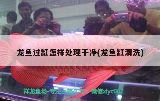 龍魚過缸怎樣處理干凈(龍魚缸清洗)