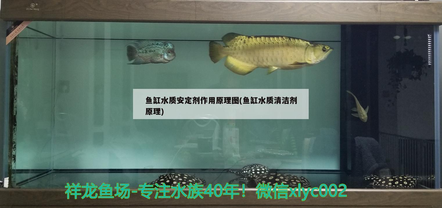 魚缸水質(zhì)安定劑作用原理圖(魚缸水質(zhì)清潔劑原理) 廣州觀賞魚批發(fā)市場