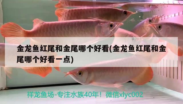 金龍魚紅尾和金尾哪個好看(金龍魚紅尾和金尾哪個好看一點) 皇冠黑白魟魚