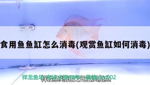 食用魚魚缸怎么消毒(觀賞魚缸如何消毒) 雪龍魚