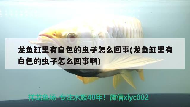 魚卵孵化要多長(zhǎng)時(shí)間才能孵化出小魚魚卵孵化要多長(zhǎng)時(shí)間才能孵化，章魚卵孵化要多長(zhǎng)時(shí)間才能孵化 飛鳳魚苗 第3張