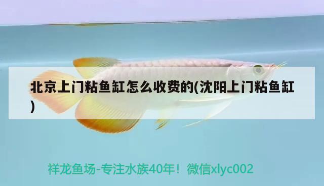 北京上門粘魚缸怎么收費(fèi)的(沈陽上門粘魚缸) 檸檬鯽