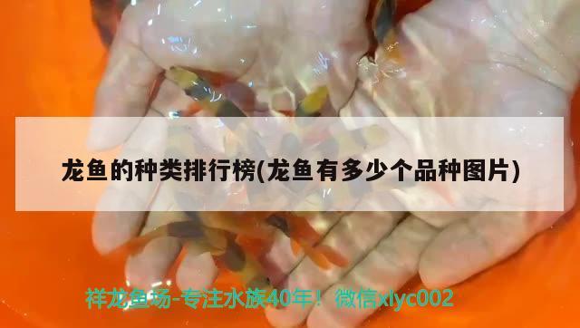 廣州市番禺區(qū)市橋街威濤觀賞魚(yú)店 全國(guó)水族館企業(yè)名錄