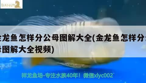 金龍魚怎樣分公母圖解大全(金龍魚怎樣分公母圖解大全視頻) 白子金龍魚