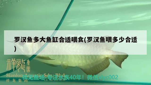 羅漢魚多大魚缸合適喂食(羅漢魚喂多少合適) 羅漢魚