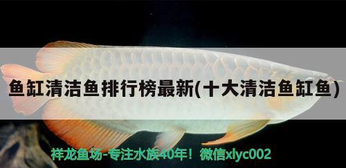 魚缸清潔魚排行榜最新(十大清潔魚缸魚) 祥龍傳奇品牌魚缸