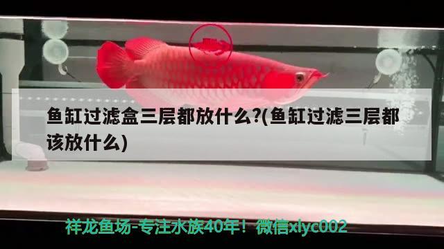 魚(yú)缸過(guò)濾盒三層都放什么?(魚(yú)缸過(guò)濾三層都該放什么) 委內(nèi)瑞拉奧里諾三間魚(yú)苗