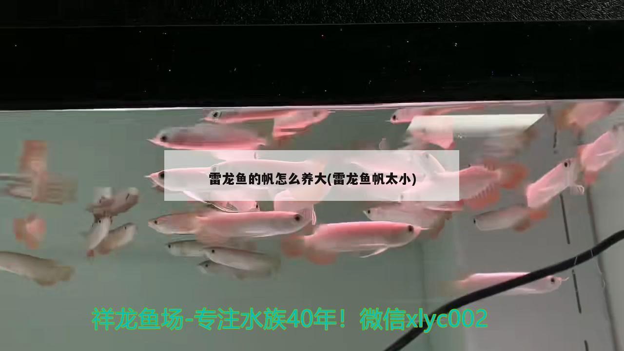 雷龍魚的帆怎么養(yǎng)大(雷龍魚帆太小)