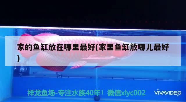 家的魚缸放在哪里最好(家里魚缸放哪兒最好) 龍魚芯片掃碼器