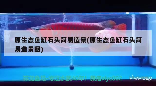 原生態(tài)魚缸石頭簡(jiǎn)易造景(原生態(tài)魚缸石頭簡(jiǎn)易造景圖) 七彩神仙魚