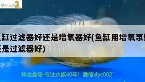 魚缸過濾器好還是增氧器好(魚缸用增氧泵好還是過濾器好)