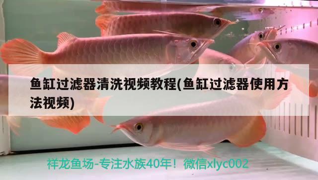 魚缸過濾器清洗視頻教程(魚缸過濾器使用方法視頻) 玫瑰銀版魚