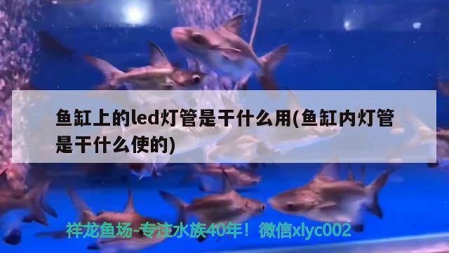 魚缸上的led燈管是干什么用(魚缸內(nèi)燈管是干什么使的) 觀賞龜/鱉飼料