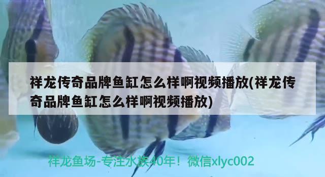 祥龍傳奇品牌魚(yú)缸怎么樣啊視頻播放(祥龍傳奇品牌魚(yú)缸怎么樣啊視頻播放) 元寶鳳凰魚(yú)