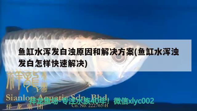 魚(yú)缸水渾發(fā)白濁原因和解決方案(魚(yú)缸水渾濁發(fā)白怎樣快速解決)