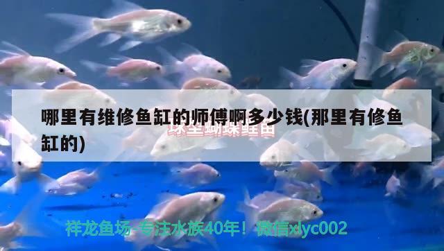 哪里有維修魚缸的師傅啊多少錢(那里有修魚缸的)