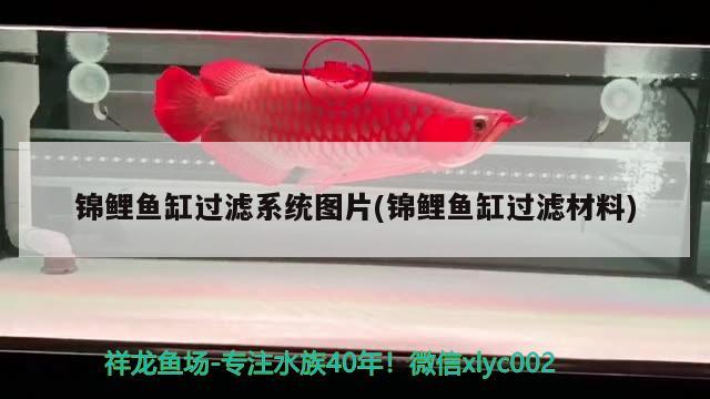 錦鯉魚缸過濾系統(tǒng)圖片(錦鯉魚缸過濾材料) 大白鯊魚