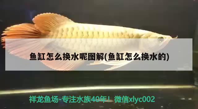 魚缸怎么換水呢圖解(魚缸怎么換水的) 元寶鳳凰魚專用魚糧