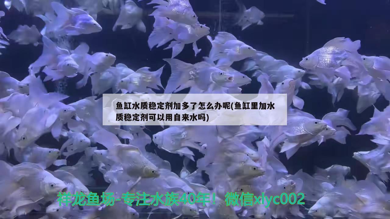 魚缸水質(zhì)穩(wěn)定劑加多了怎么辦呢(魚缸里加水質(zhì)穩(wěn)定劑可以用自來水嗎)