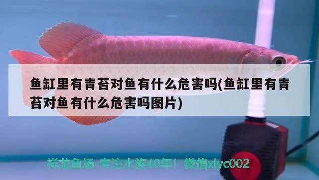 魚缸里有青苔對魚有什么危害嗎(魚缸里有青苔對魚有什么危害嗎圖片) 印尼三紋虎