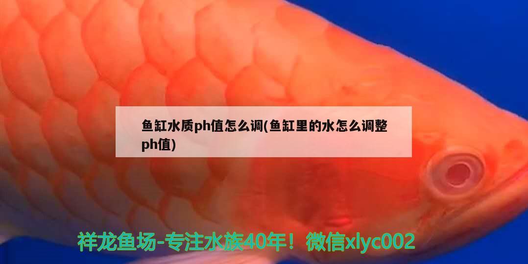 魚缸水質(zhì)ph值怎么調(diào)(魚缸里的水怎么調(diào)整ph值)