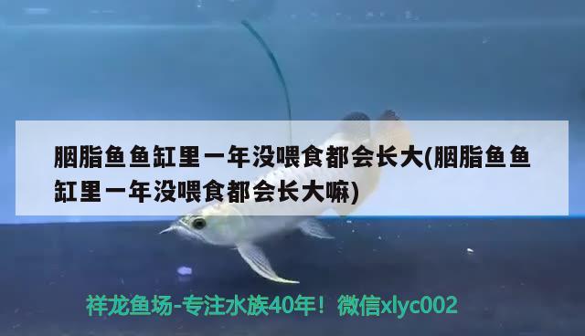 胭脂魚(yú)魚(yú)缸里一年沒(méi)喂食都會(huì)長(zhǎng)大(胭脂魚(yú)魚(yú)缸里一年沒(méi)喂食都會(huì)長(zhǎng)大嘛)