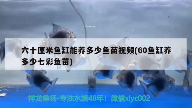 六十厘米魚缸能養(yǎng)多少魚苗視頻(60魚缸養(yǎng)多少七彩魚苗) 魚缸凈水劑