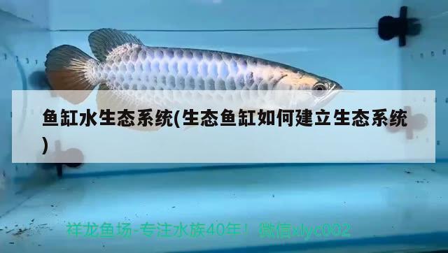 魚缸水生態(tài)系統(tǒng)(生態(tài)魚缸如何建立生態(tài)系統(tǒng)) 暹羅巨鯉 第2張